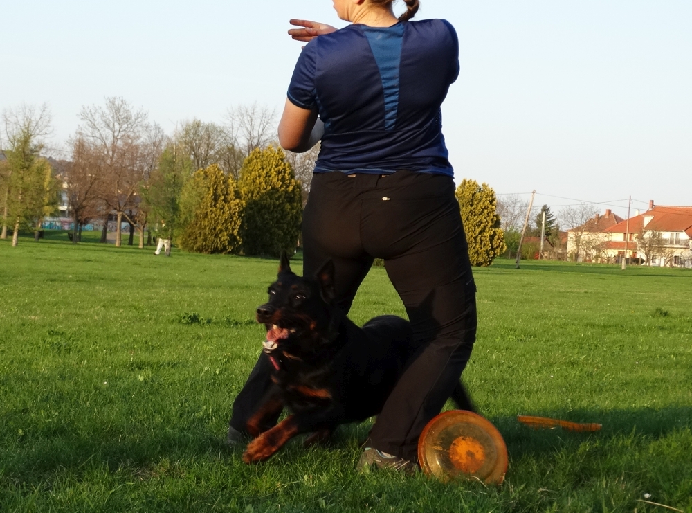 beauceron-berger-de-beauce-gardiens-du-chaos-kennel-working-dog-sport-frisbee-freestyle.jpg