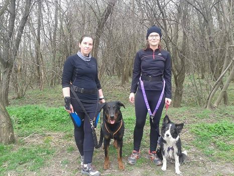 beauceron-berger-de-beauce-gardiens-du-chaos-kennel-working-dog-sport-herding-canicross-border-collie-hard-dog-race.jpg