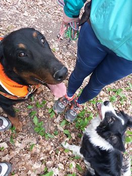 beauceron-berger-de-beauce-gardiens-du-chaos-kennel-working-dog-sport-herding-canicross-hard-dog-race.jpg