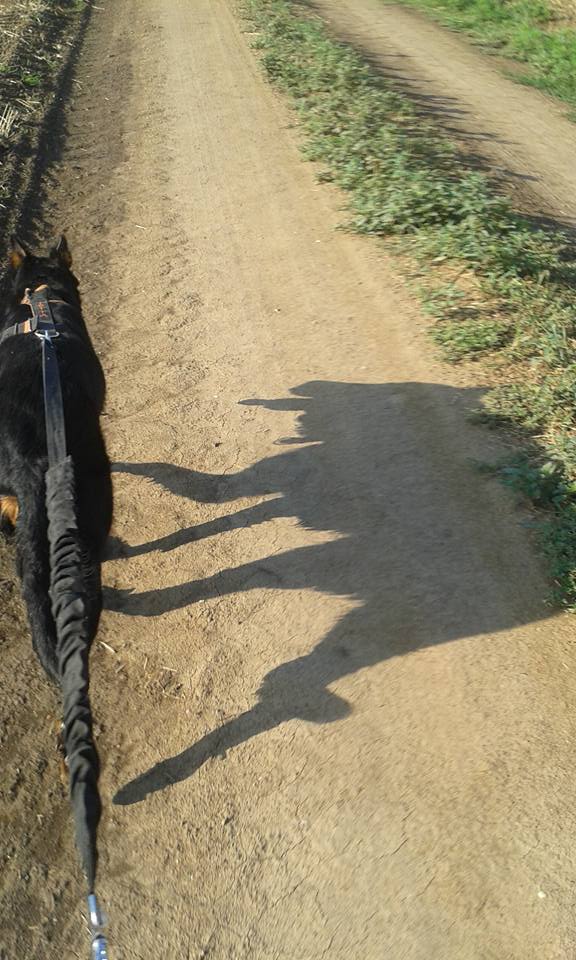 beauceron-berger-de-beauce-gardiens-du-chaos-kennel-working-dog-sport-herding-canicross-training.jpg