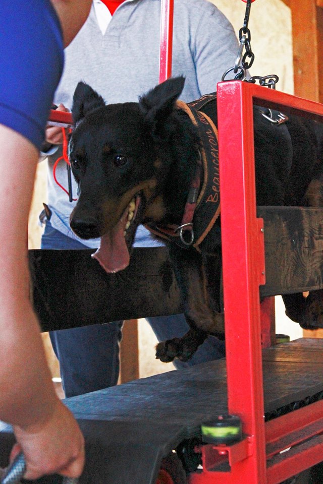 beauceron-berger-de-beauce-gardiens-du-chaos-kennel-working-dog-sport-herding-canicross-treadmill-run.jpg