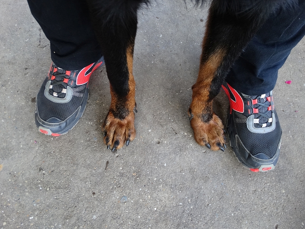 beauceron-berger-de-beauce-gardiens-du-chaos-kennel-working-dog-sport-herding-canicross.jpg