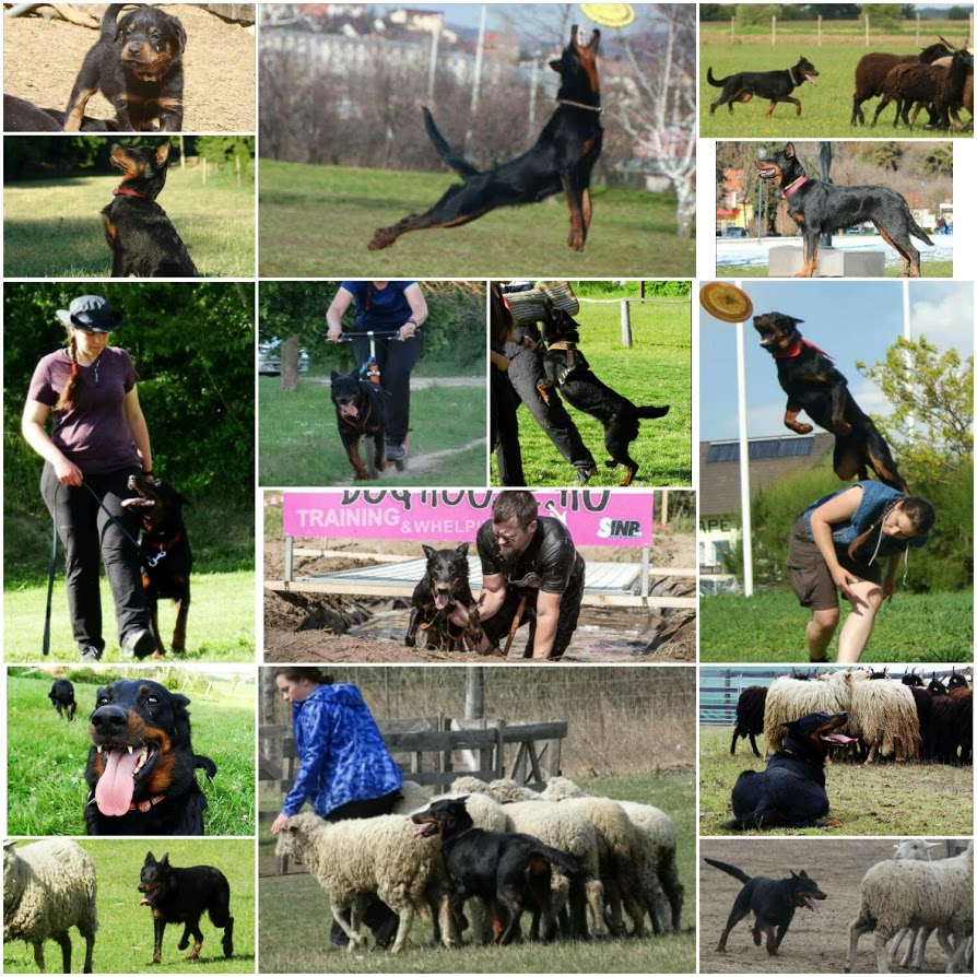 beauceron-berger-de-beauce-gardiens-du-chaos-kennel-working-dog-sport-herding-troupeau-hard-dog-race-canicross-pogo-bite-work.jpg