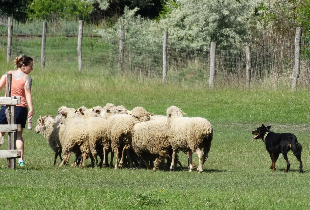 beauceron-berger-de-beauce-gardiens-du-chaos-kennel-working-dog-sport-herding-troupeau-sheepdog-alice-doubledew.jpg