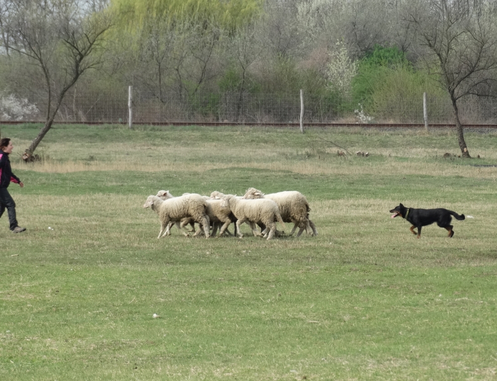 beauceron-berger-de-beauce-gardiens-du-chaos-kennel-working-dog-sport-herding-troupeau-sheepdog-alice.jpg