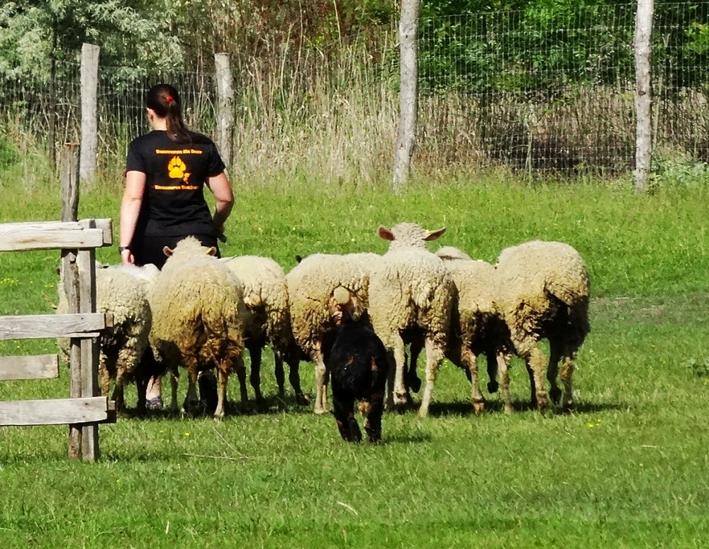 beauceron-berger-de-beauce-gardiens-du-chaos-kennel-working-dog-sport-herding-troupeau-sheepdog-pogo-doubledew.jpg