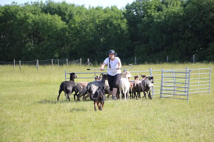 beauceron-berger-de-beauce-gardiens-du-chaos-kennel-working-dog-sport-herding-troupeau-sheepdog-pogo-trial-austria.jpg