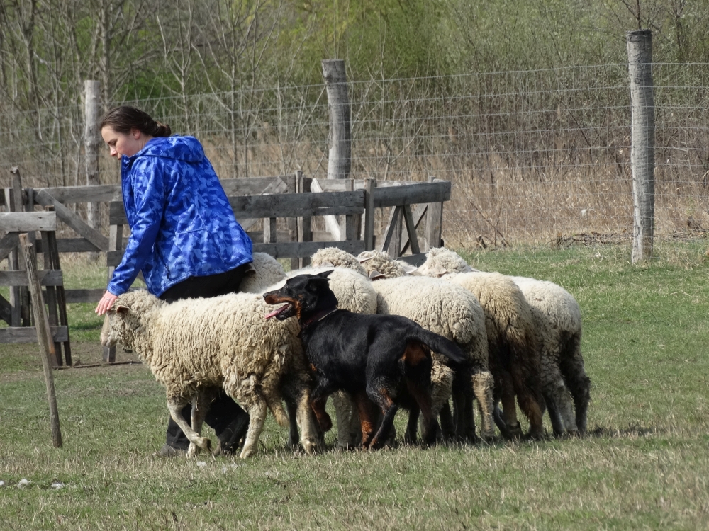 beauceron-berger-de-beauce-gardiens-du-chaos-kennel-working-dog-sport-herding-troupeau-sheepdog-pogo.jpg
