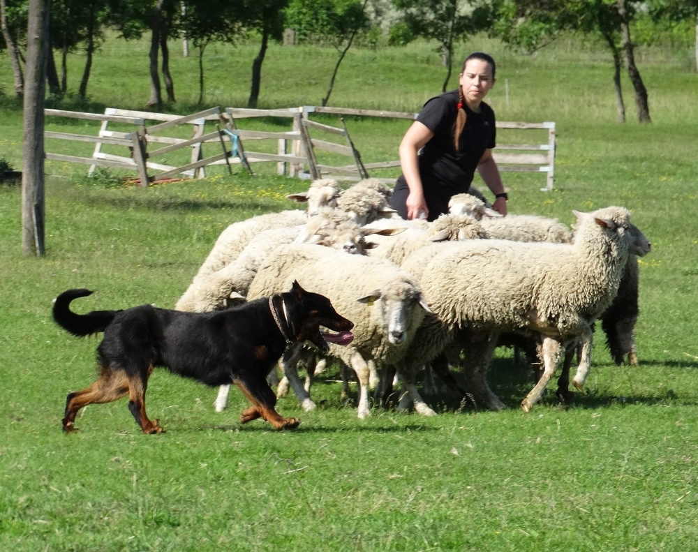 beauceron-berger-de-beauce-gardiens-du-chaos-kennel-working-dog-sport-herding-troupeau-sheepdog-rebelle-doubledew.jpg