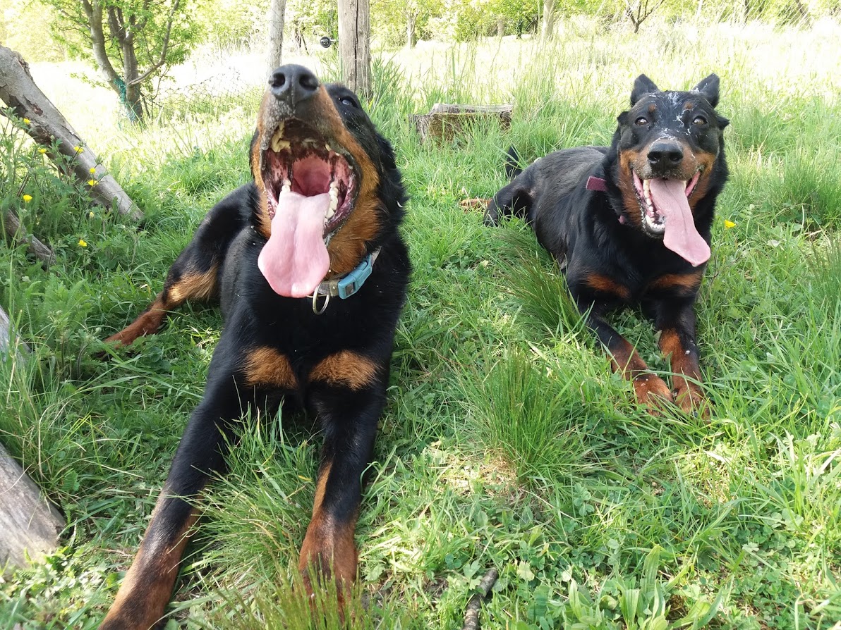 beauceron-berger-de-beauce-gardiens-du-chaos-kennel-working-dog-sport-herding-troupeau-sheepdog-rebelle-pogo-summer-heat.jpg