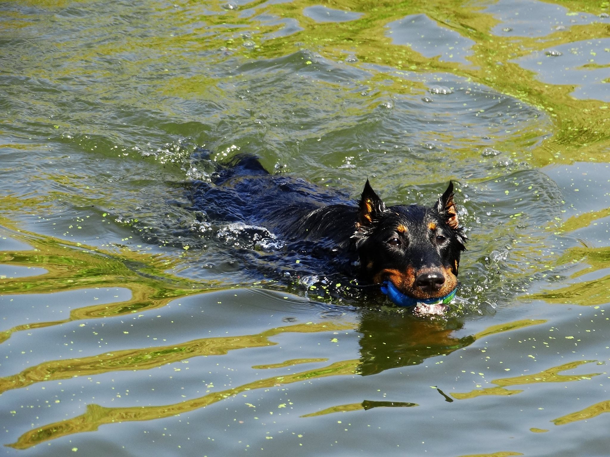 beauceron-berger-de-beauce-gardiens-du-chaos-kennel-working-dog-sport-herding-troupeau-sheepdog-rebelle-summer-heat-swimming.jpg