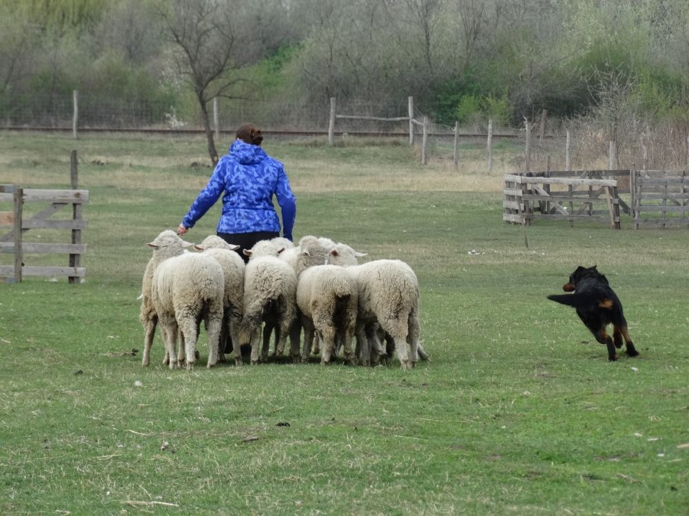 beauceron-berger-de-beauce-gardiens-du-chaos-kennel-working-dog-sport-herding-troupeau-sheepdog-rebelle.jpg