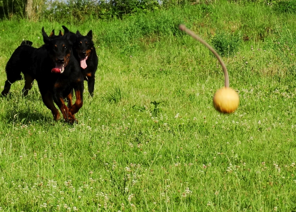 beauceron-berger-de-beauce-gardiens-du-chaos-kennel-working-dog-sport-herding.jpg