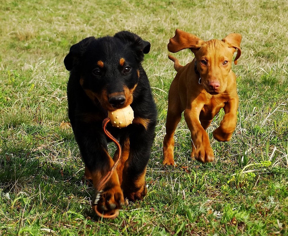 beauceron-berger-de-beauce-gardiens-du-chaos-kennel-working-dog-sport-hiking-hunting-kutya-vadasz-kutyasok-kontra-vadaszok-vizsla-puppy-vs-hungarian.jpg