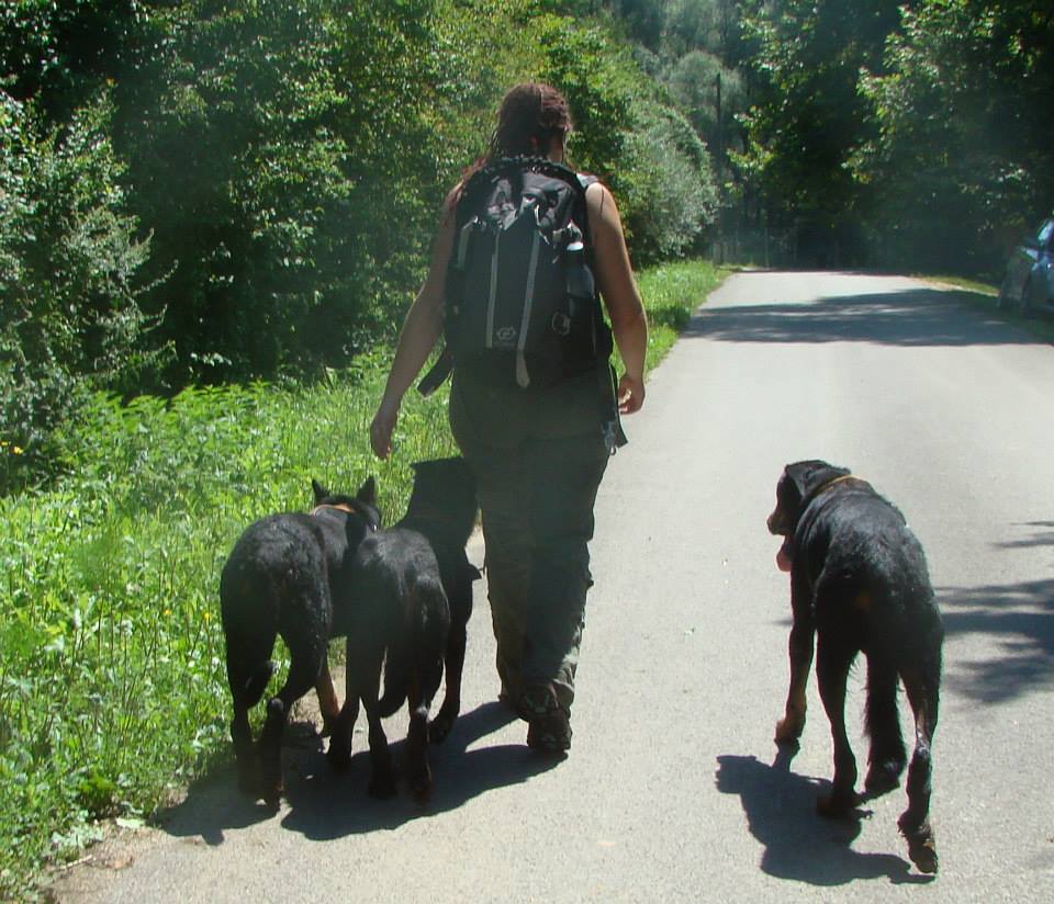 beauceron-berger-de-beauce-gardiens-du-chaos-kennel-working-dog-sport-hiking-hunting-kutya-vadasz-kutyasok-kontra-vadaszok-vs-pack-falka-tura-kutyas.jpg