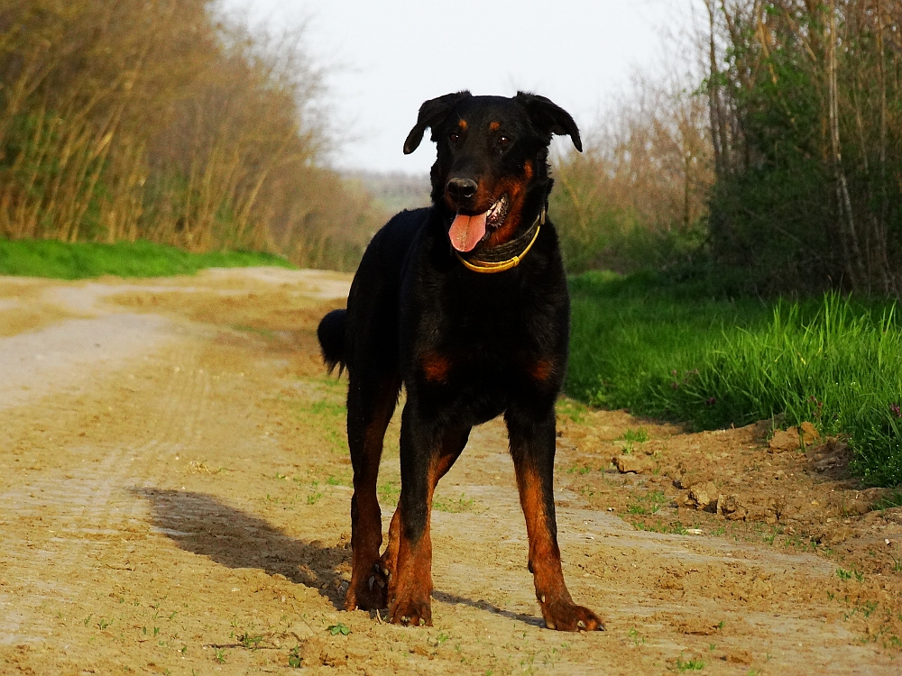 beauceron-berger-de-beauce-gardiens-du-chaos-kennel-working-dog-sport-hiking-hunting-kutya-vadasz-kutyasok-kontra-vadaszok-vs.jpg