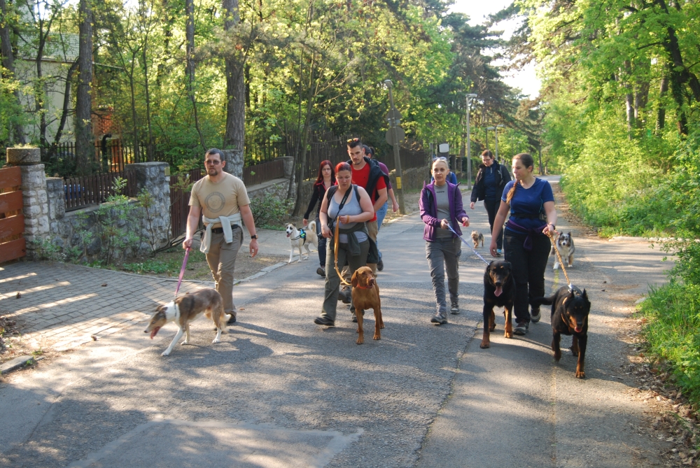 beauceron-berger-de-beauce-gardiens-du-chaos-kennel-working-dog-sport-hiking-with-dogs-tura-mecsek-hungarian-vizsla-lurcher-chihuahua-yorkie-yorkshire-terrier-border-colle-mix-turamancsok-on-leash.jpg