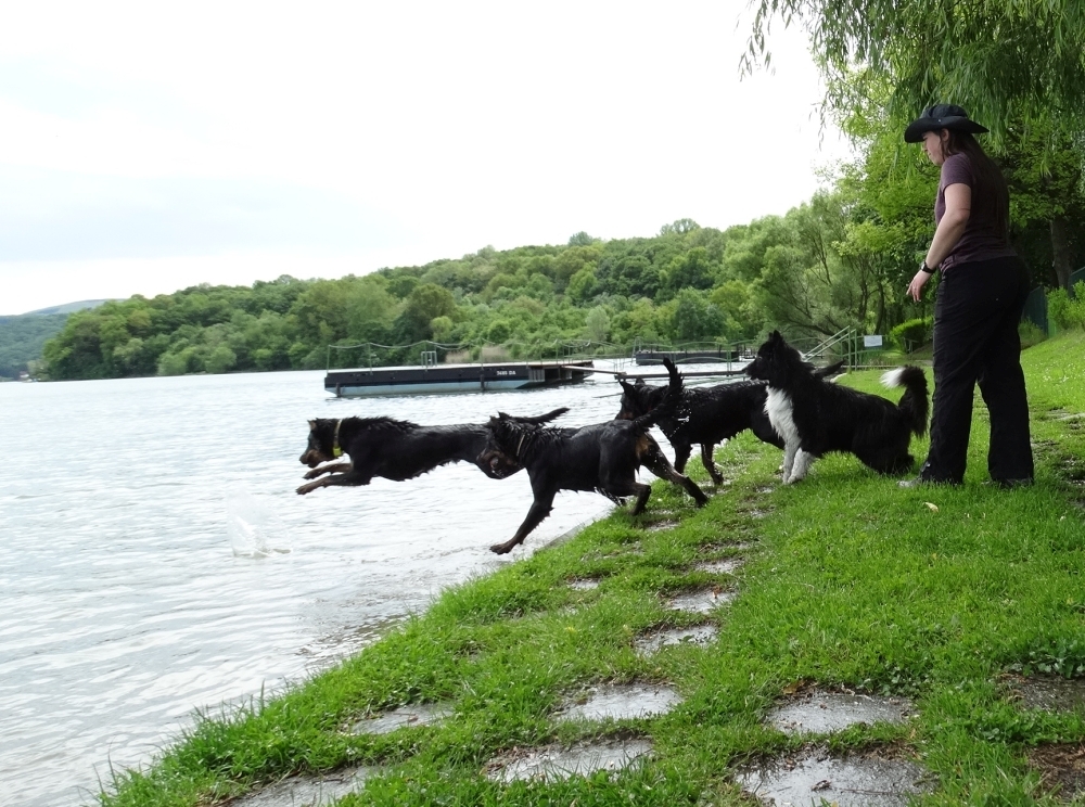 beauceron-berger-de-beauce-gardiens-du-chaos-kennel-working-dog-sport-swimming-dockdog-summer-orfu-border-collie.jpg