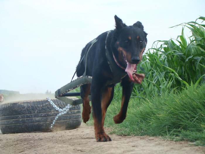 beauceron-berger-de-beauce-gardiens-du-chaos-kennel-working-dog-sport-weight-pull-canine-sulyhuzas-edzes-training-jetta-2.jpg
