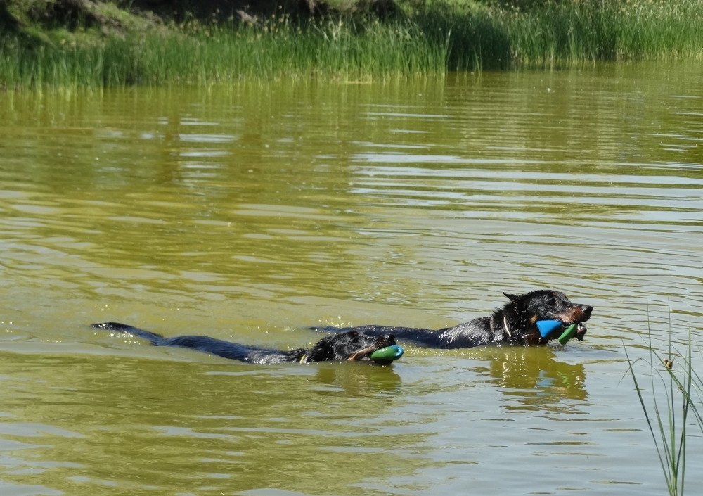 beauceron-berger-de-beauce-gardiens-du-chaos-kennel-working-dogs-sport-dog-swimming.jpg