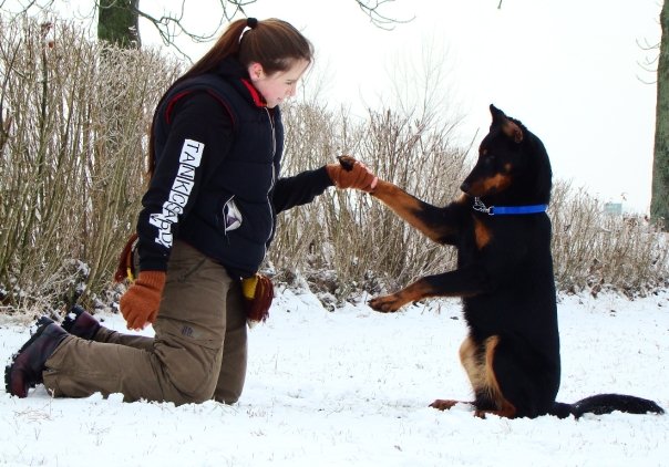 beauceron-berger-de-beauce-gardiens-du-chaos.jpg