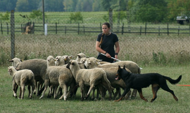 beauceron-berger-de-beauce-jetta.jpg