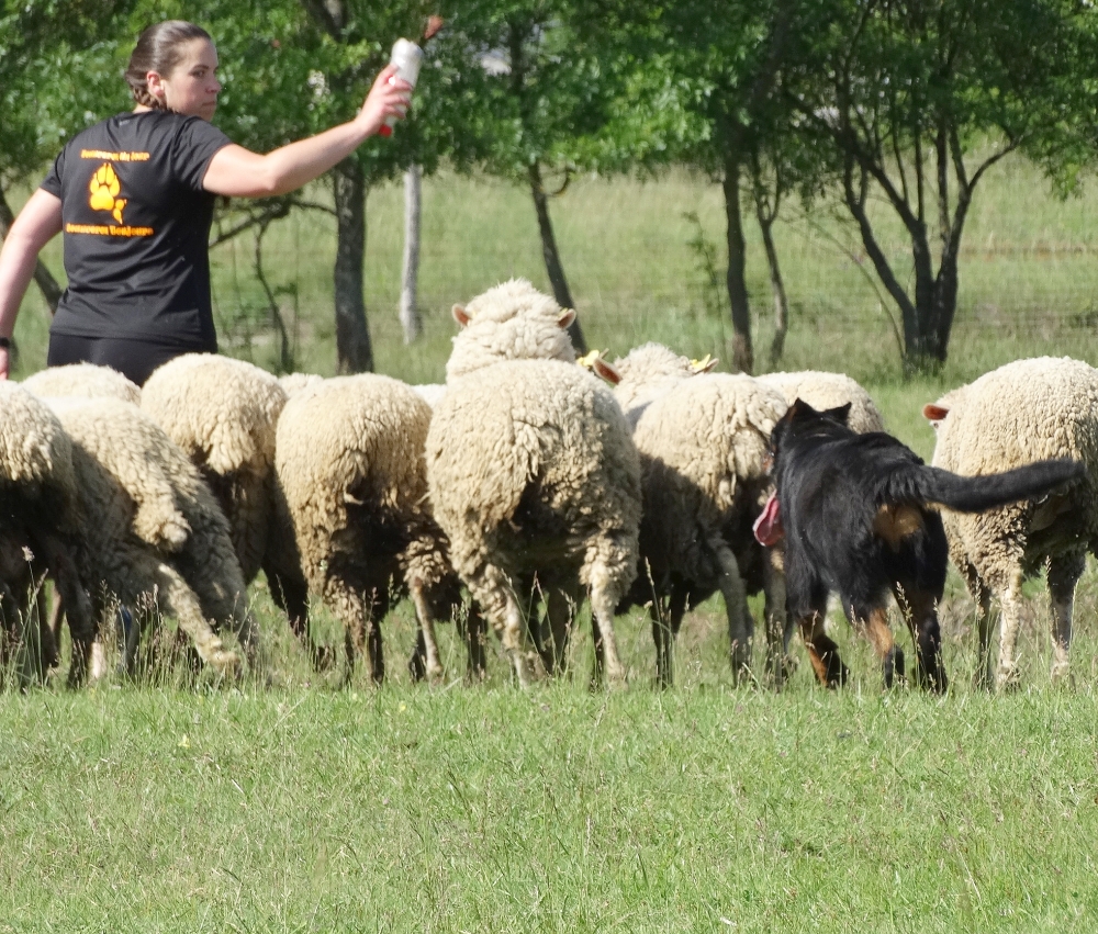 beauceron-berger-de-beauce-sport-dog-herding-sheepdog-working-troupeaux-travail-gardiens-du-chaos-kennel-doubledew.jpg