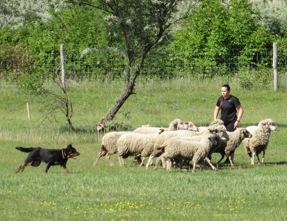 beauceron-berger-de-beauce-sport-dog-herding-sheepdog-working-troupeaux-travail-gardiens-du-chaos-kennel.jpg