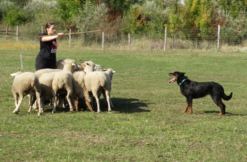 beauceron-berger-de-beauce-terelokutya-tereles-troupeaux-herdingdog-gardiens-du-chaos.jpg