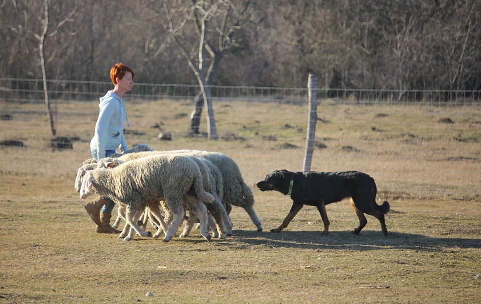 beauceron-gardiens-du-chaos-berger-de-beauce.jpg