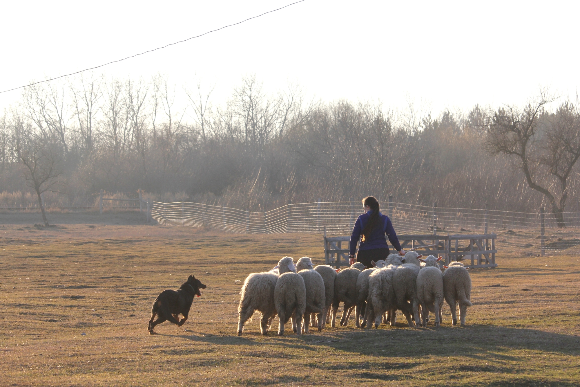 beauceron-gardiens-du-chaos.jpg