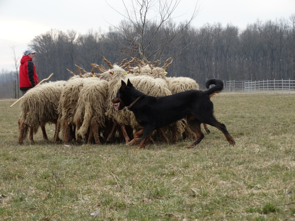 beauceron-herding-gardiens-du-chaos-troupeaux.jpg