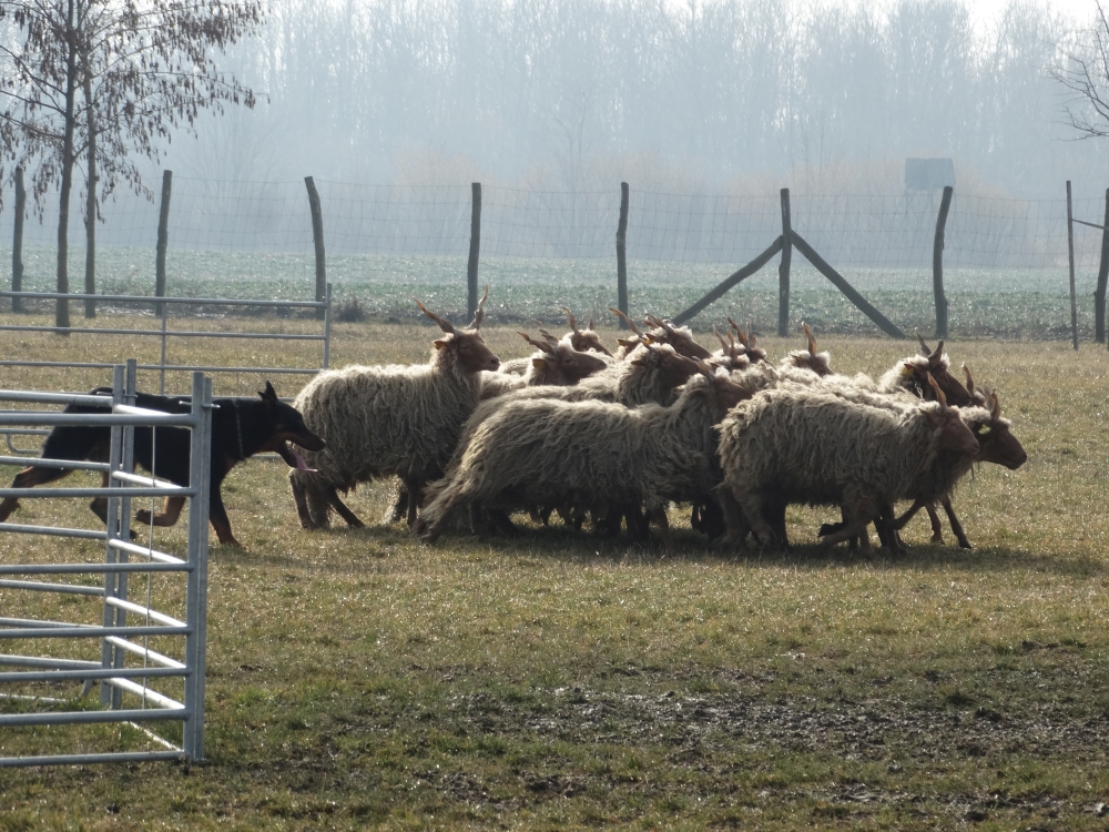 beauceron-herding-gardiens-du-chaos.jpg