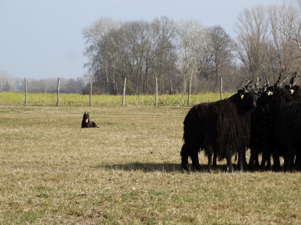 beauceron-herding-pogo.jpg