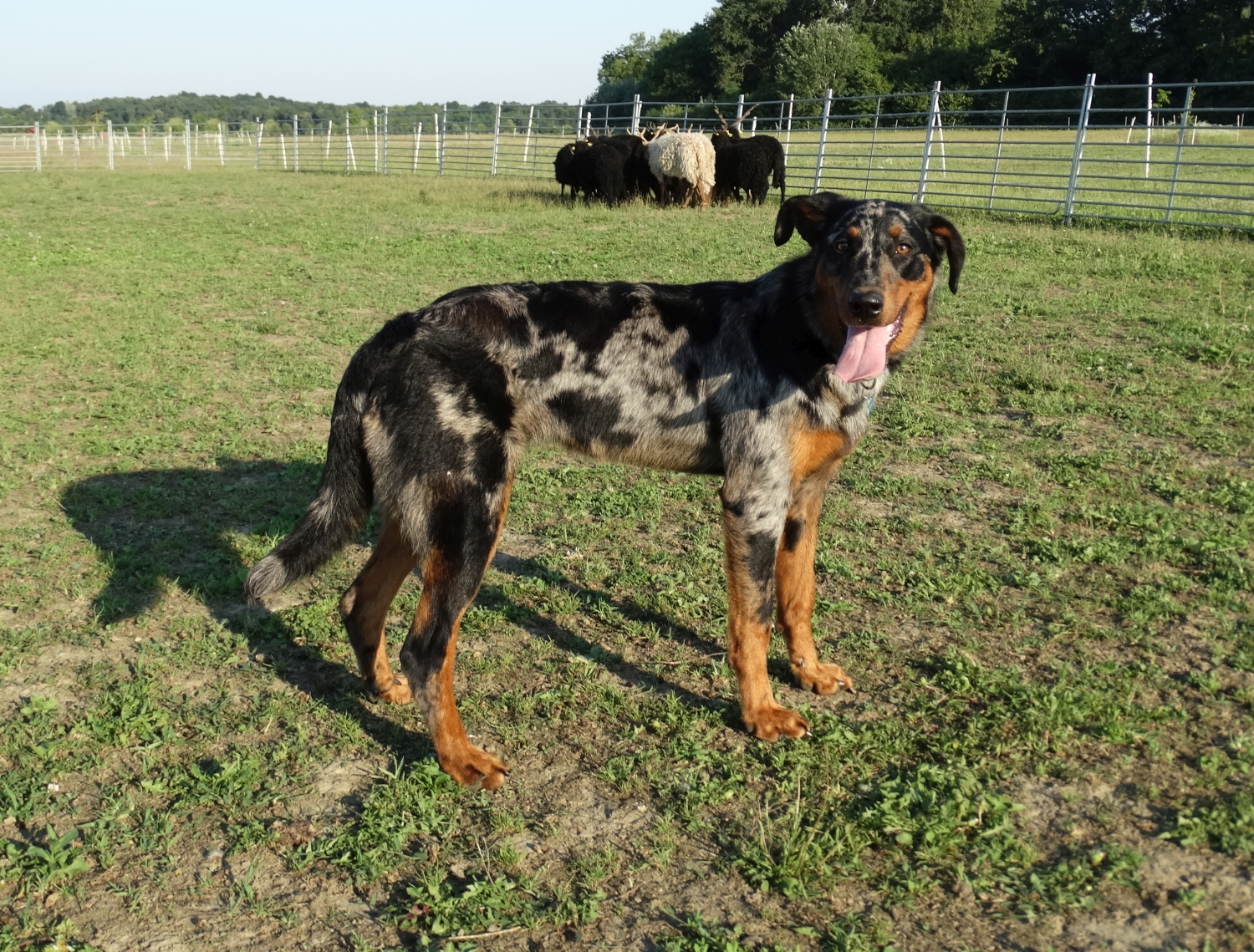 beauceron-herding-raven-gardiens-du-chaos_1.jpg