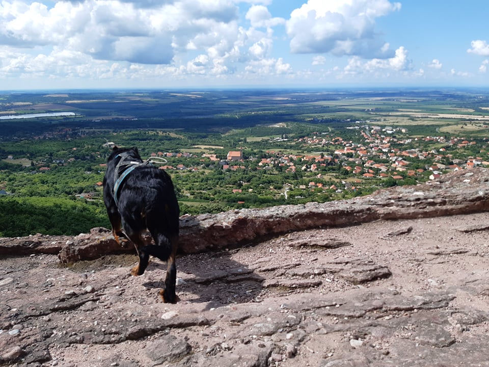 beauceron-hiking-running-trailu.jpg