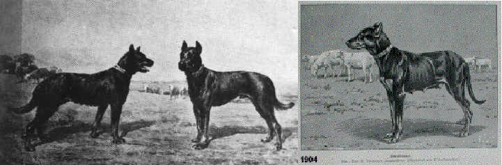 beauceron-history.jpg