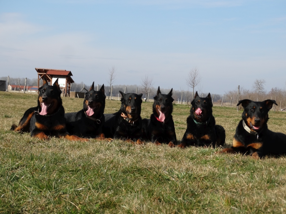 beauceron-pack-gardiens-du-chaos.jpg