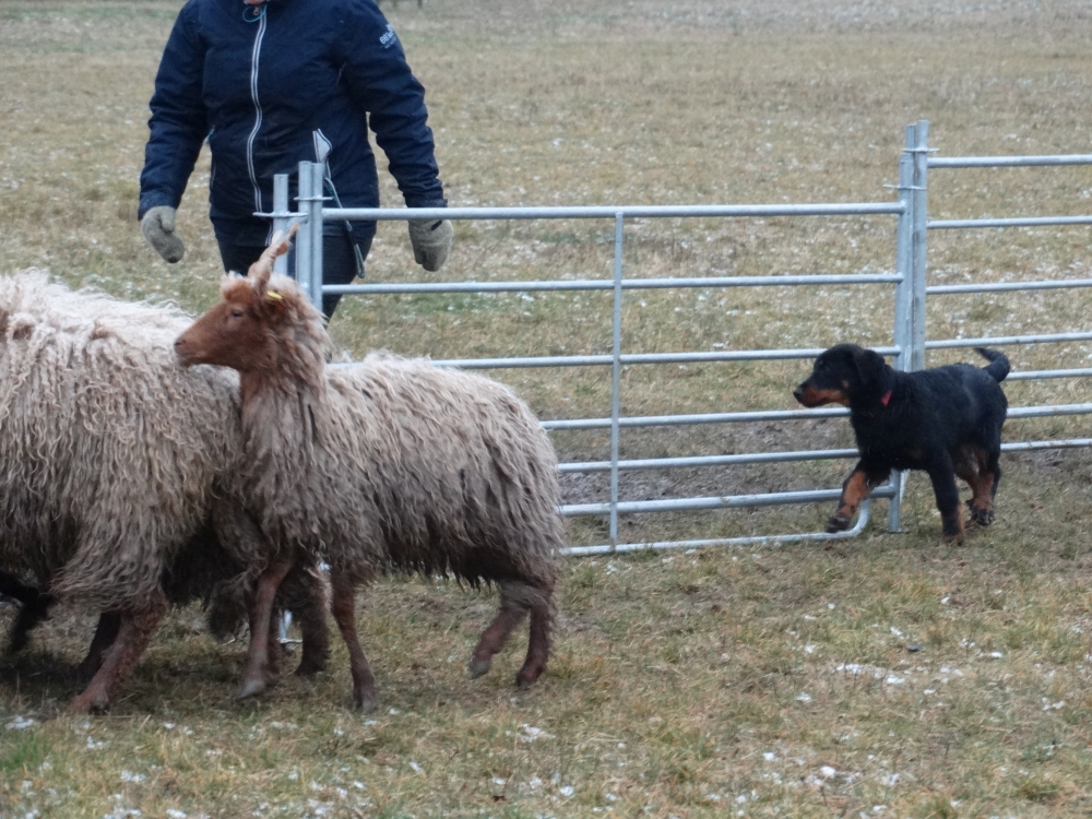 beauceron-puppy-gardiens-du-chaos-herding.jpg