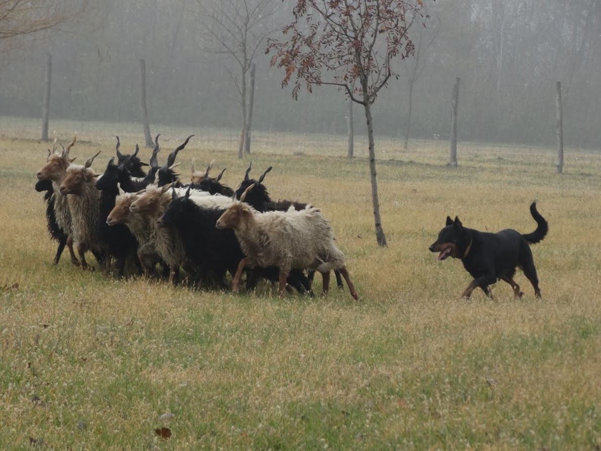 beauceron-tereles-herding.JPG