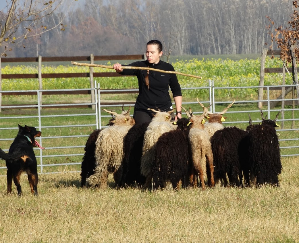 beauceron-tereles-herding3.JPG