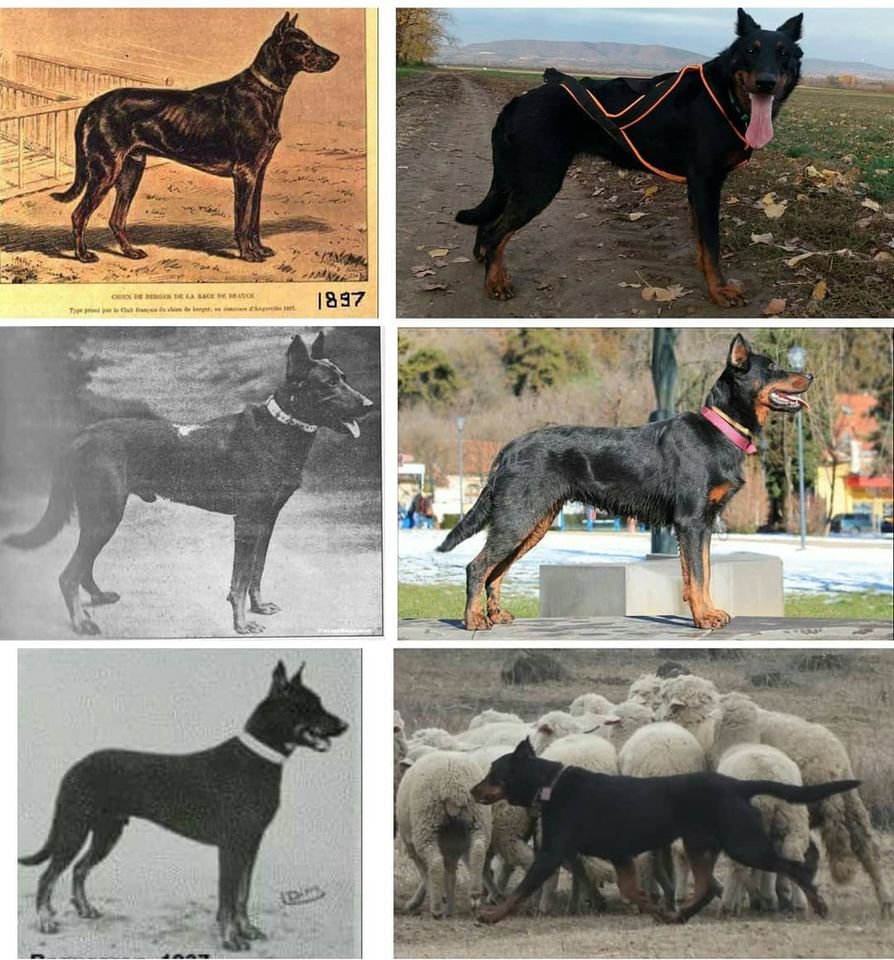 beauceron.jpg