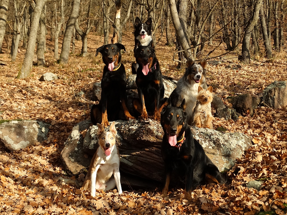 border-collie-beauceron-berger-de-beauce-gardiens-du-chaos-kennel-working-dog-sport-herding-hiking-tura-mecsek-turazas.jpg