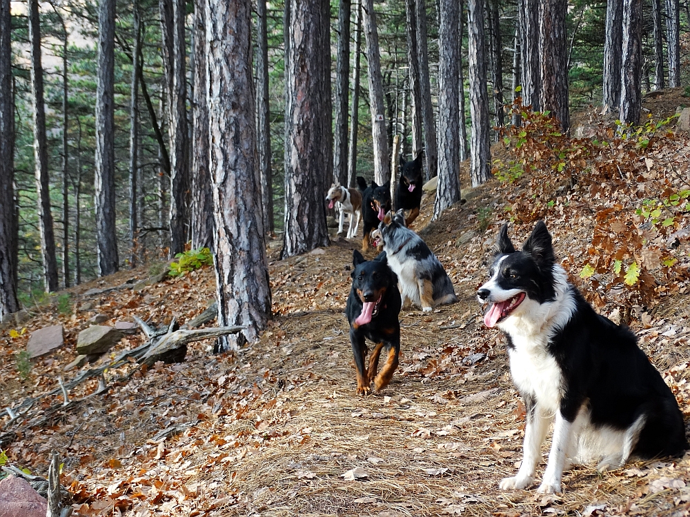 border-collie-beauceron-berger-de-beauce-gardiens-du-chaos-kennel-working-dog-sport-herding-hiking-tura-turazas-mecsek.jpg