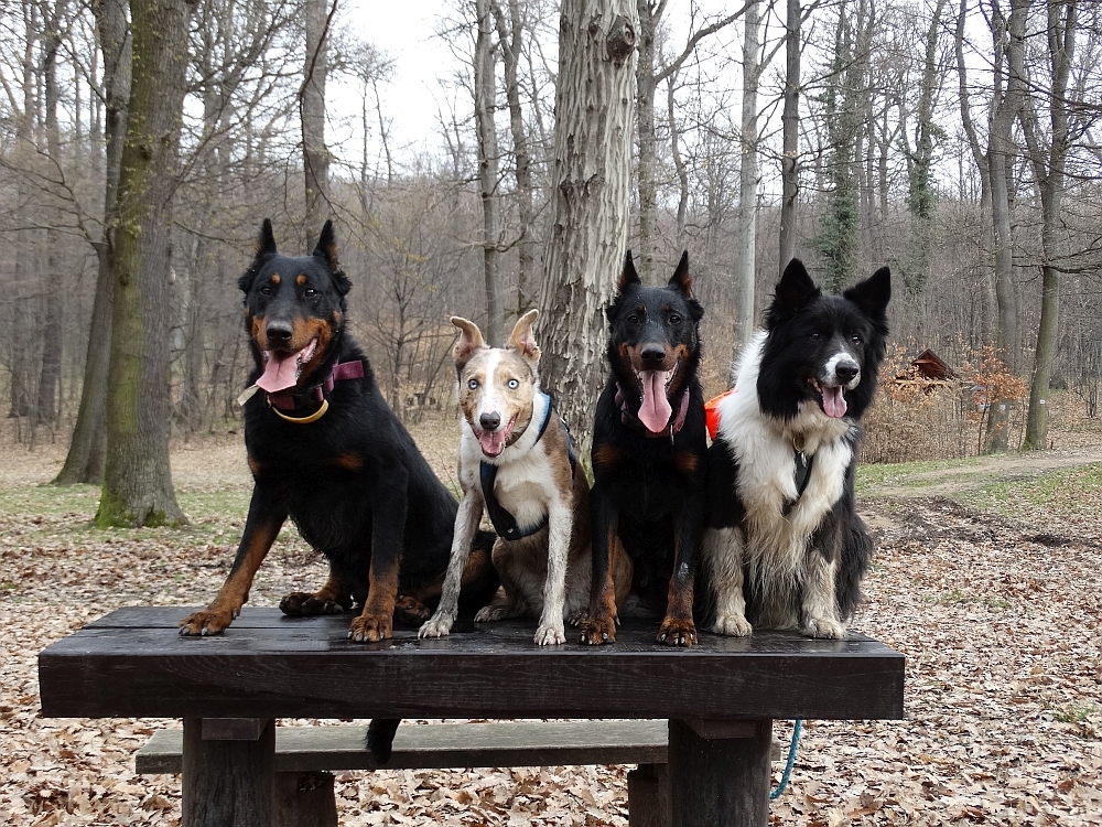 border-collie-beauceron-berger-de-beauce-gardiens-du-chaos-kennel-working-dog-sport-herding.jpg