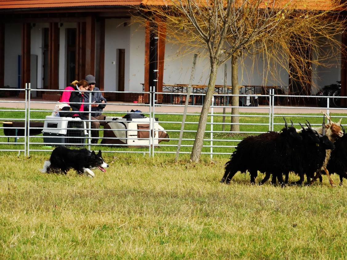 border-collie-tereles-herding.JPG