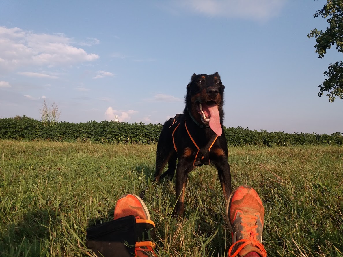 canicross-beauceron-gardiens-du-chaos.jpg