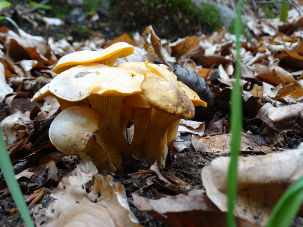 chanterelle-mushroom-papuk.jpg