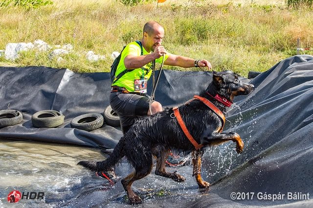 hard-dog-race-wild-bas-rouge-beauceron-gardiens-du-chaos.jpg