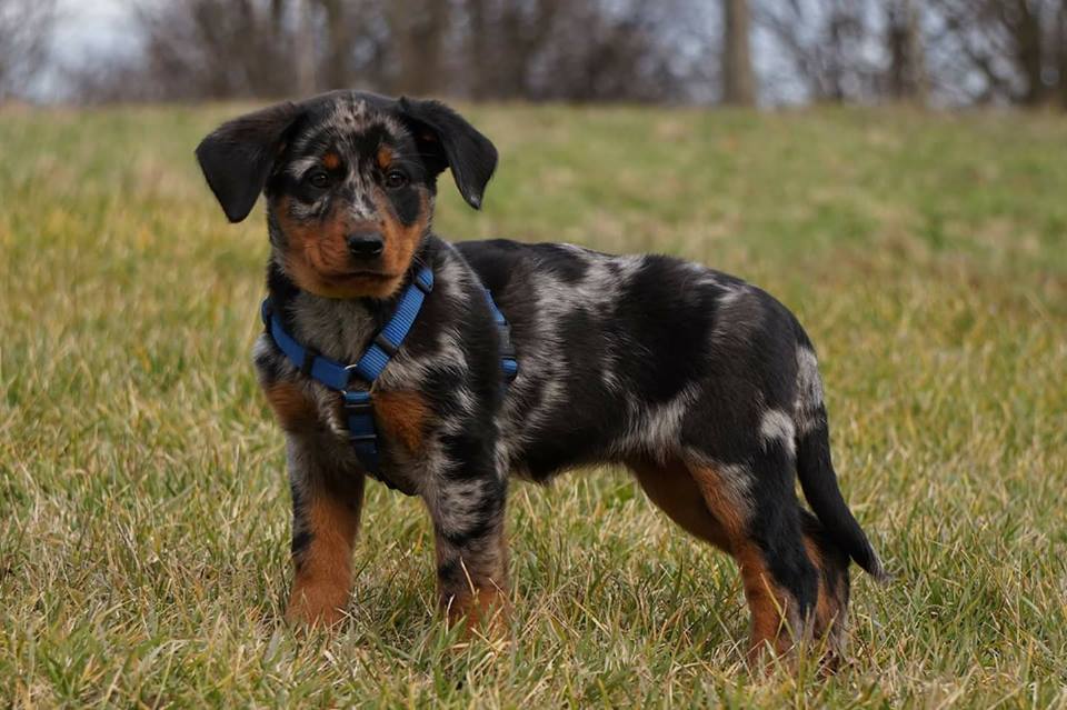 harlequin-raven-beauceron-gardiens-du-chaos.jpg